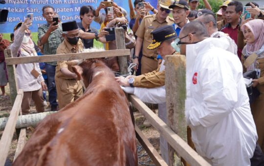 Gubernur Jambi, Al Haris saat melakukan Peninjauan Vaksinasi PMK. (Foto: Agus Suprianto dan Hori Apriansah)